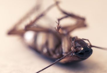 Эффективное проведение фумигации помещений и складов